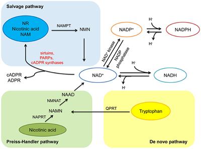 NAD+ Homeostasis in Diabetic Kidney Disease